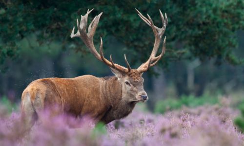 Entspannung auf der Veluwe
